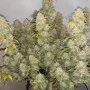 Семена конопли Z Auto (Zkittlez Auto) от Fast Buds