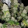 Семена конопли West Coast O.G. Auto от Fast Buds