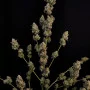 Cannabis seeds Original NORTHERN LIGHTS Auto from Fast Buds