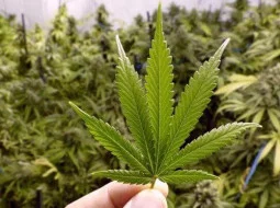 Продажа семян марихуаны в харькове поисковики на тор браузер