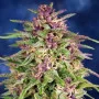 Сорт семян каннабиса Frisian Dew Feminised Silver