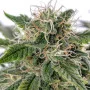 Сорт насіння канабісу Sour Diesel Feminised Silver Сорт насіння канабісу Sour Diesel Feminised Silver