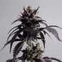 Сорт семян каннабиса Ginger Punch Auto от Kannabia Seeds