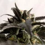 Сорт семян каннабиса Ginger Punch Auto от Kannabia Seeds