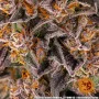 Семена конопли GIRL SCOUT COOKIES от Barney's Farm