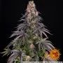 Семена конопли GIRL SCOUT COOKIES от Barney's Farm