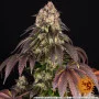 Семена конопли GIRL SCOUT COOKIES от Barney's Farm