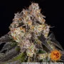 Семена конопли GIRL SCOUT COOKIES от Barney's Farm