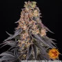 Семена конопли GIRL SCOUT COOKIES от Barney's Farm