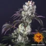 Семена конопли Glookies от Barney's Farm