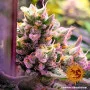 Семена конопли Glookies от Barney's Farm