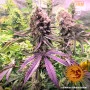 Семена конопли Glookies от Barney's Farm