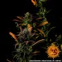 Насіння конопель GLUE GELATO AUTO від Barney's Farm