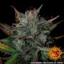 Насіння конопель GLUE GELATO AUTO від Barney's Farm