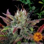 Насіння конопель GLUE GELATO AUTO від Barney's Farm