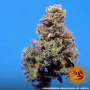 Насіння конопель GLUE GELATO AUTO від Barney's Farm