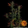 Насіння конопель GLUE GELATO AUTO від Barney's Farm