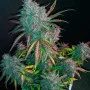 Сорт семян каннабиса Gorilla #5