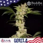 Насіння конопель GORILA® feminized від Buddha Seeds