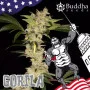 Насіння конопель GORILA® feminized від Buddha Seeds