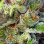 Семена конопли GORILLA GIRL® от Sweet Seeds
