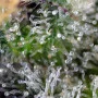 Семена конопли GORILLA GIRL® от Sweet Seeds