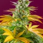Семена конопли GORILLA GIRL F1 FAST VERSION® от Sweet Seeds