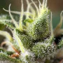 Семена конопли GORILLA GIRL F1 FAST VERSION® от Sweet Seeds
