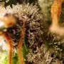Семена конопли GORILLA SHERBET F1 FAST VERSION® от Sweet Seeds
