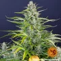 Семена конопли GORILLA ZKITTLEZ AUTO от Barney's Farm