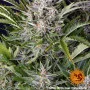 Семена конопли GORILLA ZKITTLEZ AUTO от Barney's Farm