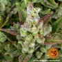 Семена конопли GORILLA ZKITTLEZ AUTO от Barney's Farm