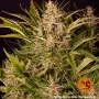 Семена конопли GORILLA ZKITTLEZ AUTO от Barney's Farm