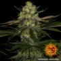 Cannabis seeds Gorilla Zkittlez from Barney's Farm