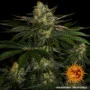 Cannabis seeds Gorilla Zkittlez from Barney's Farm