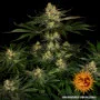 Cannabis seeds Gorilla Zkittlez from Barney's Farm