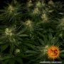 Cannabis seeds Gorilla Zkittlez from Barney's Farm