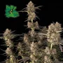 Сорт насіння канабісу Auto Green Crack