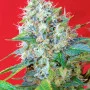 Семена конопли GREEN POISON® от Sweet Seeds