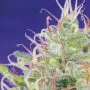 Семена конопли GREEN POISON® от Sweet Seeds