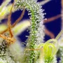 Семена конопли GREEN POISON CBD® от Sweet Seeds
