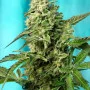 Семена конопли GREEN POISON F1 FAST VERSION® от Sweet Seeds