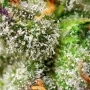 Семена конопли GREEN POISON F1 FAST VERSION® от Sweet Seeds