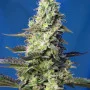 Семена конопли GREEN POISON XL AUTO® от Sweet Seeds