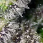 Семена конопли GREEN POISON XL AUTO® от Sweet Seeds