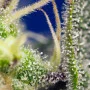 Семена конопли GREEN POISON XL AUTO® от Sweet Seeds