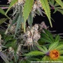 Cannabis seeds Ice Cream Cake from Barney's Farm