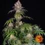 Cannabis seeds Ice Cream Cake from Barney's Farm