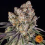Cannabis seeds Ice Cream Cake from Barney's Farm