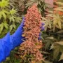 Сорт семян каннабиса Auto Mimosa Orange Punch Feminised Silver